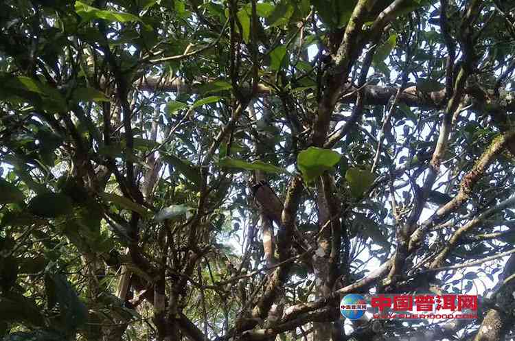 邦崴古树普洱茶的品质特点