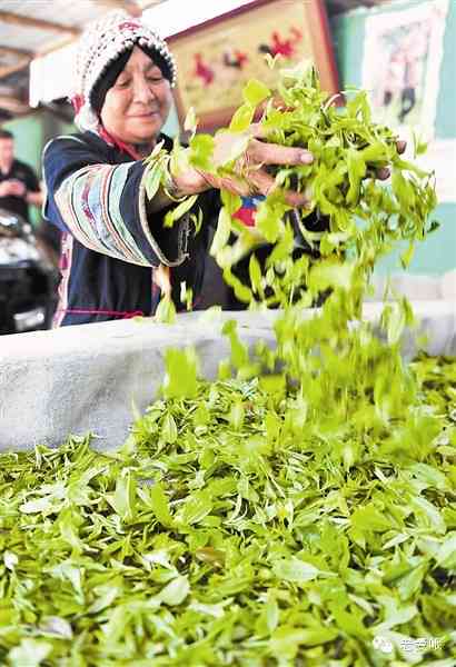 帕沙普洱茶什么档次好喝