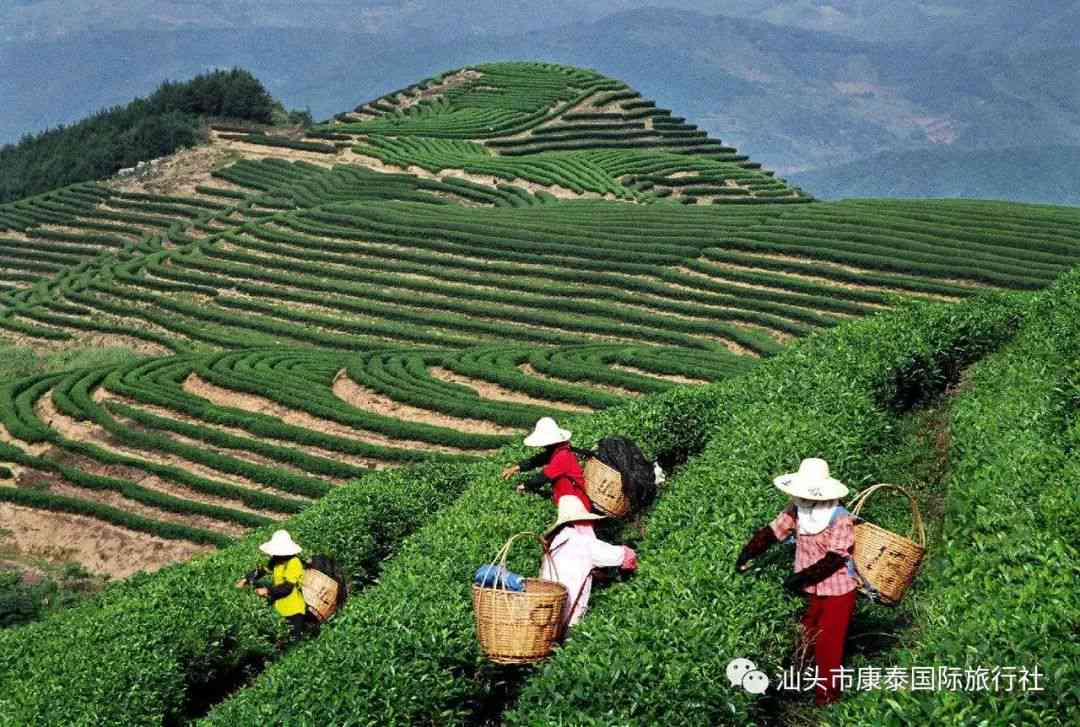 揭秘西双版纳普洱茶海拔的秘密：产地高度与生长环境的关系