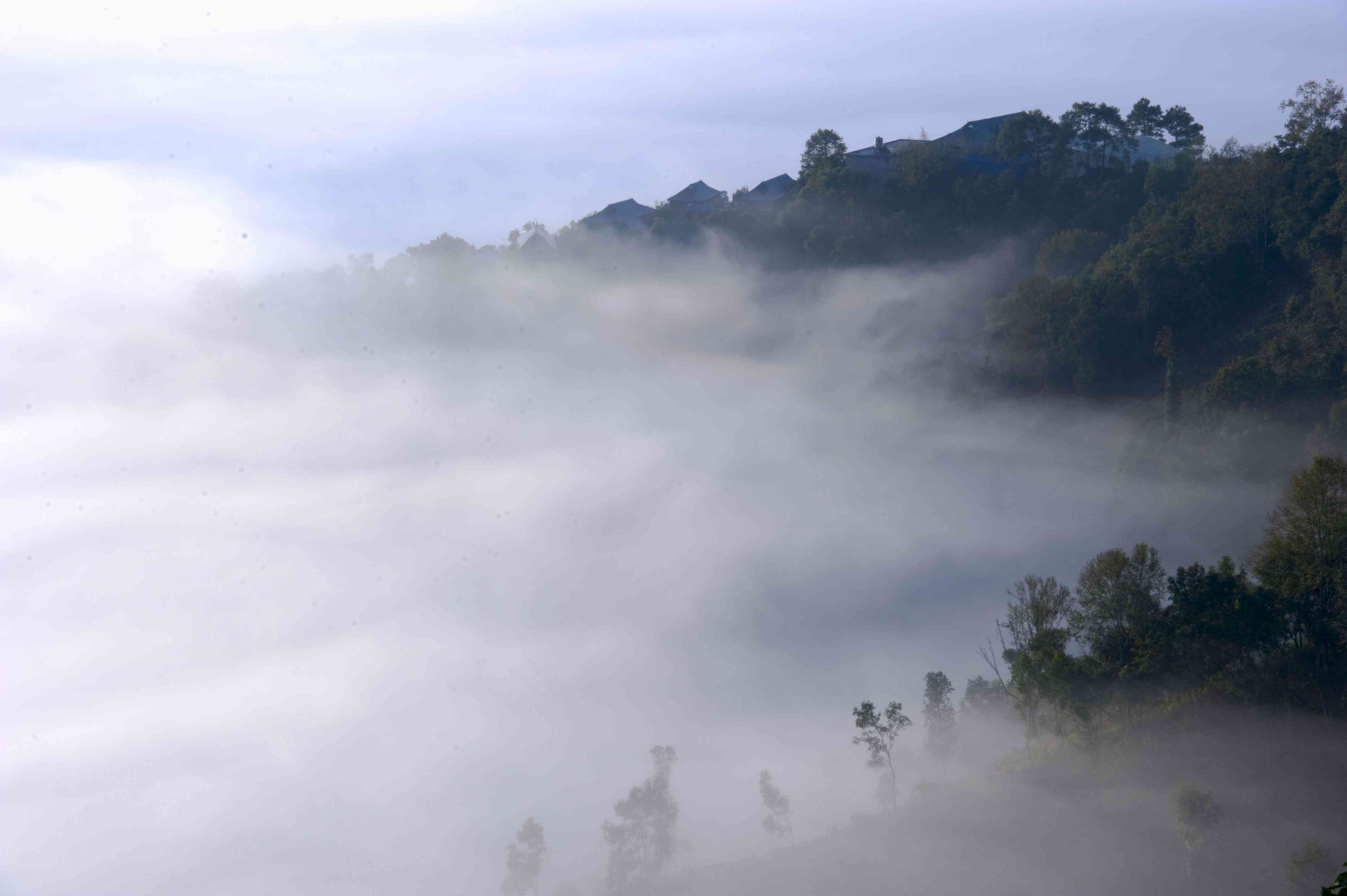 西双版纳普洱茶高山云雾