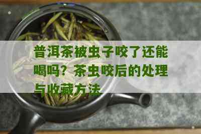 普洱茶被白蚊咬过是否还能喝？会不会有素？如何处理？