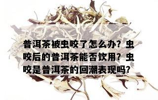 普洱茶被白蚊咬过是否还能喝？会不会有素？如何处理？