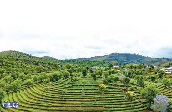 昆明官渡区普洱茶直播基地