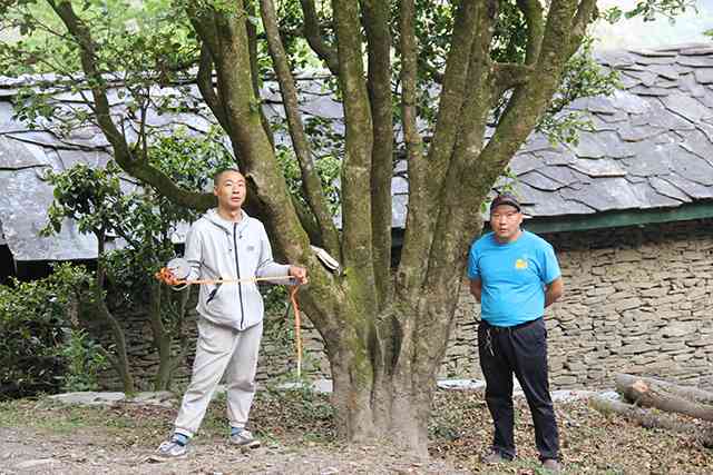 探索普洱茶世界：小众茶叶品种与独特口感的完美结合