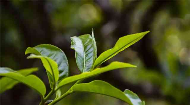 探究普洱茶与春茶的独特之处：产地、采摘时间和口感差异