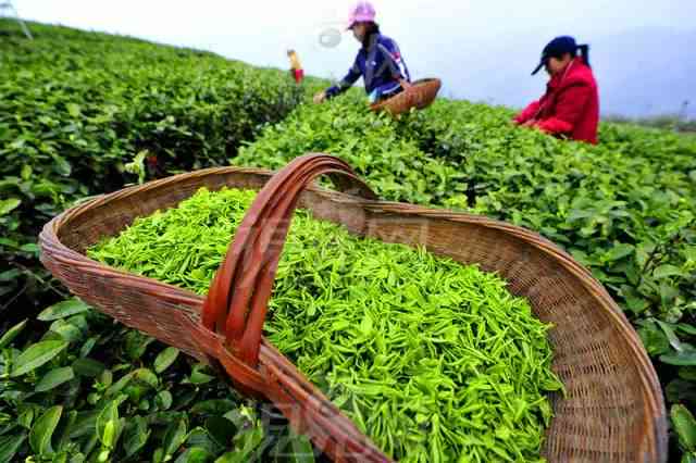 探究普洱茶与春茶的独特之处：产地、采摘时间和口感差异