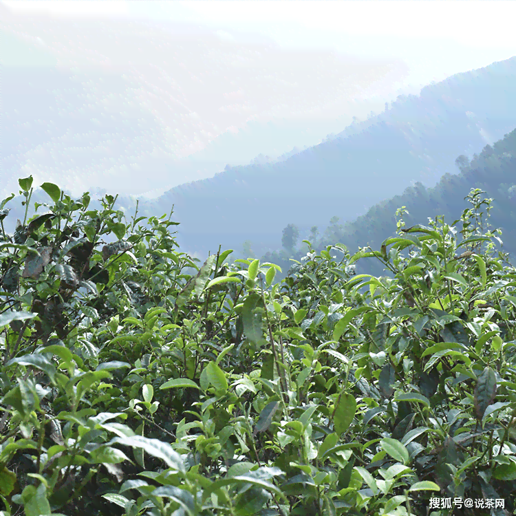 探究普洱茶与春茶的独特之处：产地、采摘时间和口感差异