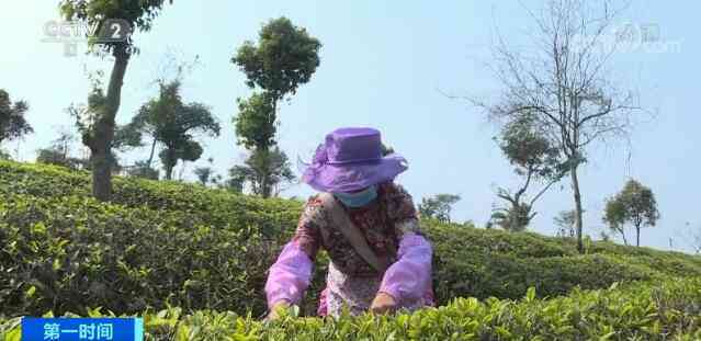 探究普洱茶与春茶的独特之处：产地、采摘时间和口感差异