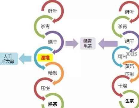 普洱茶与春茶的区别详解：从原料、制作工艺到口感体验的全方位比较