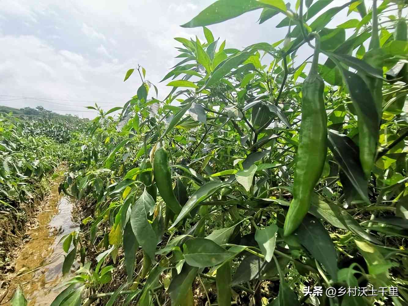 普洱茶单株茶的含义与特点：全面解析这种独特茶叶品种