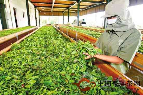 普洱茶叶加工厂： 寻找普特茶叶加工厂的具     置