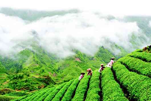 贵阳茶叶有哪些-贵阳茶叶有哪些牌子