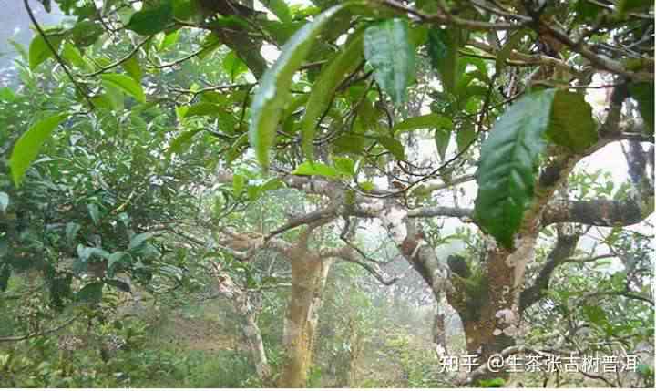 普洱茶产量巨大，价格却居高不下？探究背后的原因与影响因素