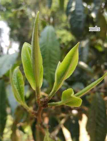 普洱茶头与茶芽哪个好喝