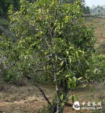 花椒树普洱茶怎么样：临沧普洱茶花椒树古树茶的品味、产地与山头