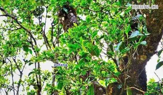 花椒树普洱茶怎么样：临沧普洱茶花椒树古树茶的品味、产地与山头