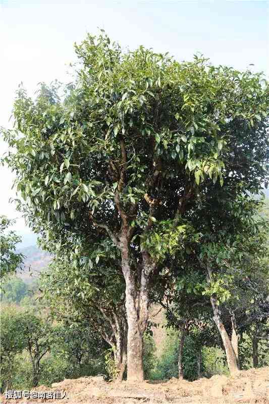 临沧普洱茶花椒树古树茶：品种、产地、口感、功效及购买指南一应俱全