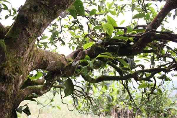 临沧普洱茶花椒树古树茶：品种、产地、口感、功效及购买指南一应俱全