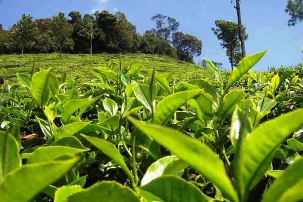 普洱茶老茶树品种一览：全方位了解您心仪的经典茶品