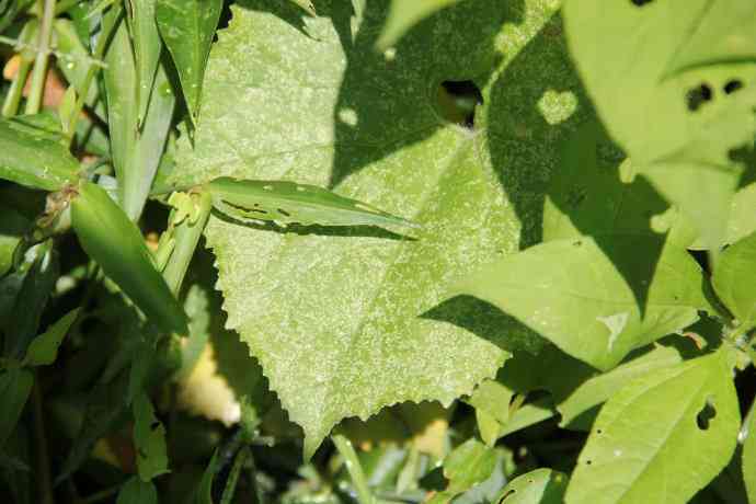 普洱茶饼白斑原因解析：为何普洱茶饼出现白点？