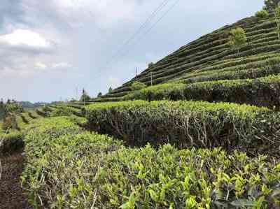 云南边境的普洱茶是什么茶？云南边境茶叶及普洱茶是否在边境地区？