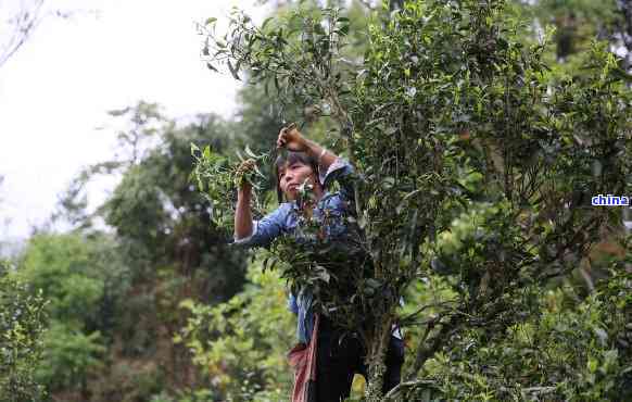 普洱茶头茶采摘时间：几月份的茶叶喝？