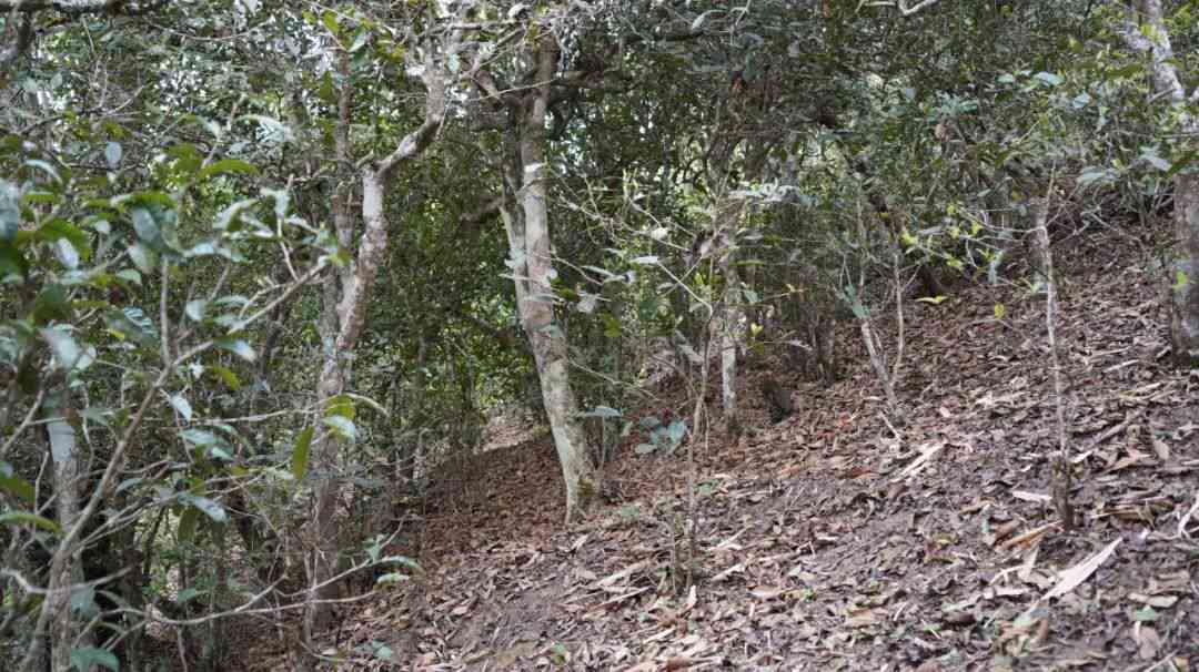 普洱茶新手指南：之一次喝普洱茶的全面体验和建议