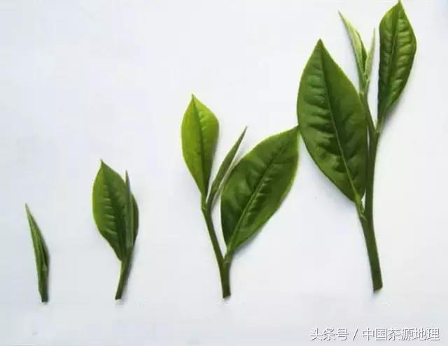 普洱茶一芽三叶：茶类、种类和品种详解，以及与一芽两叶的比较选择