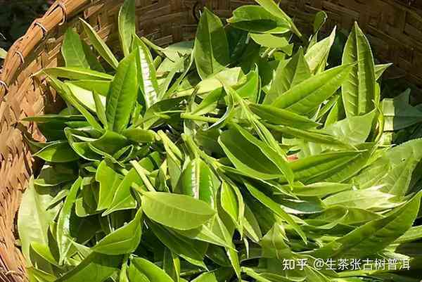 云南茶叶普洱茶昔归黄金叶：品种特点、制作工艺与品饮技巧的全面解析