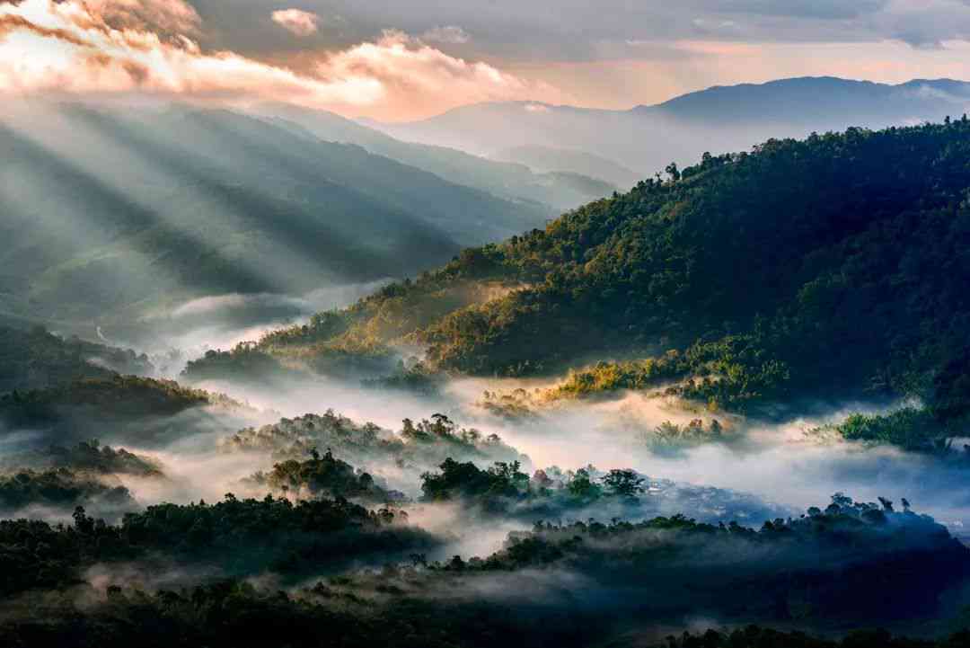 揭秘勐海茶山：一颗云南顶级普洱茶叶的故事