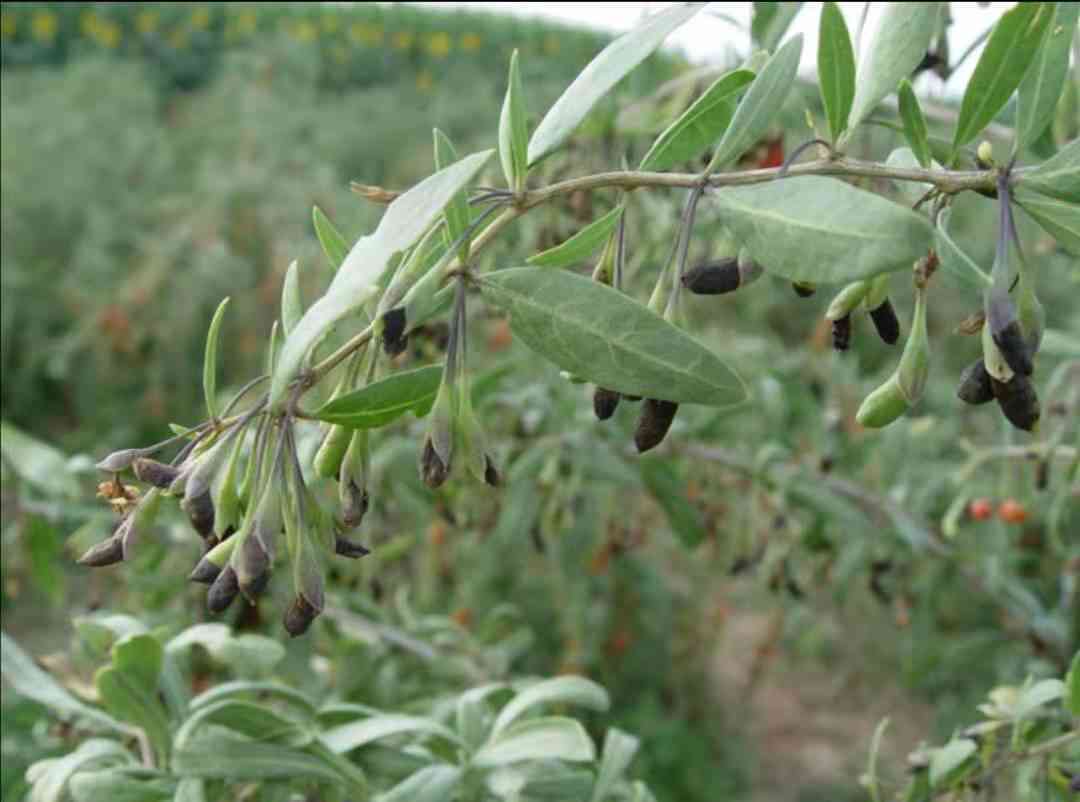 普洱茶变黑的原因及其解析：为何普洱茶会出现黑色？