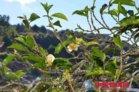 普洱茶界五朵茶花是哪五朵