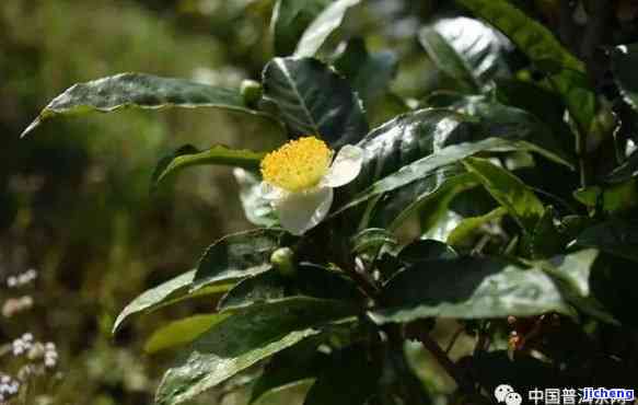 普洱茶界五朵茶花是哪五朵