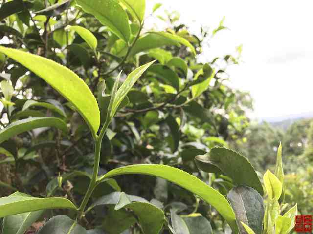 普洱茶单株茶叶价格多少一斤：探究普洱茶市场行情