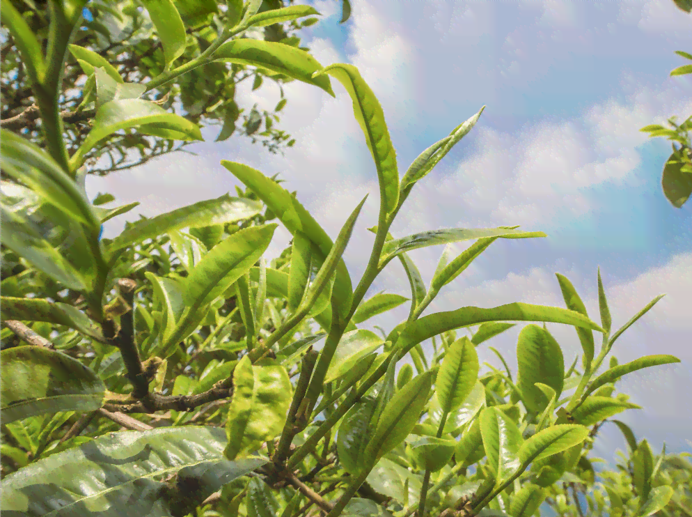 普洱茶单株茶叶价格多少一斤：探究普洱茶市场行情