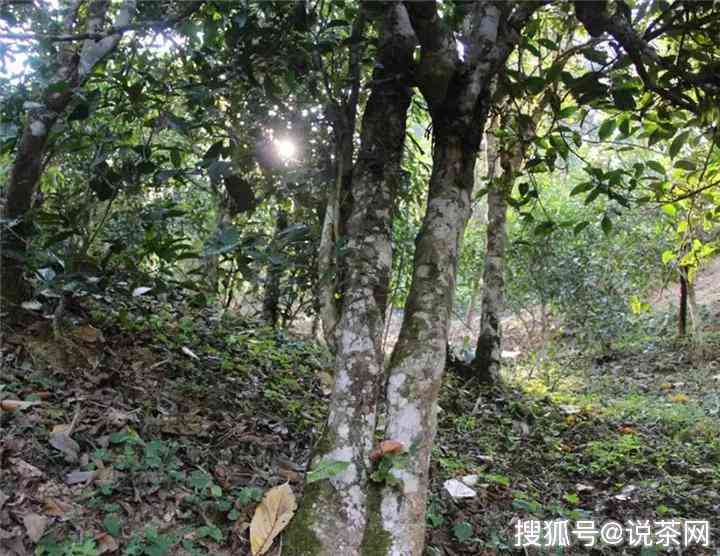 普洱茶单株茶叶价格多少一斤：探究普洱茶市场行情