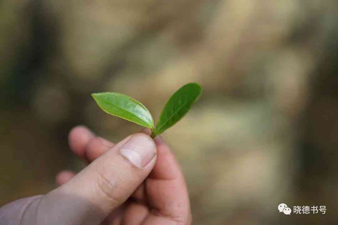 普洱茶积压卖不出去的原因是什么：探讨滞销现象背后的问题