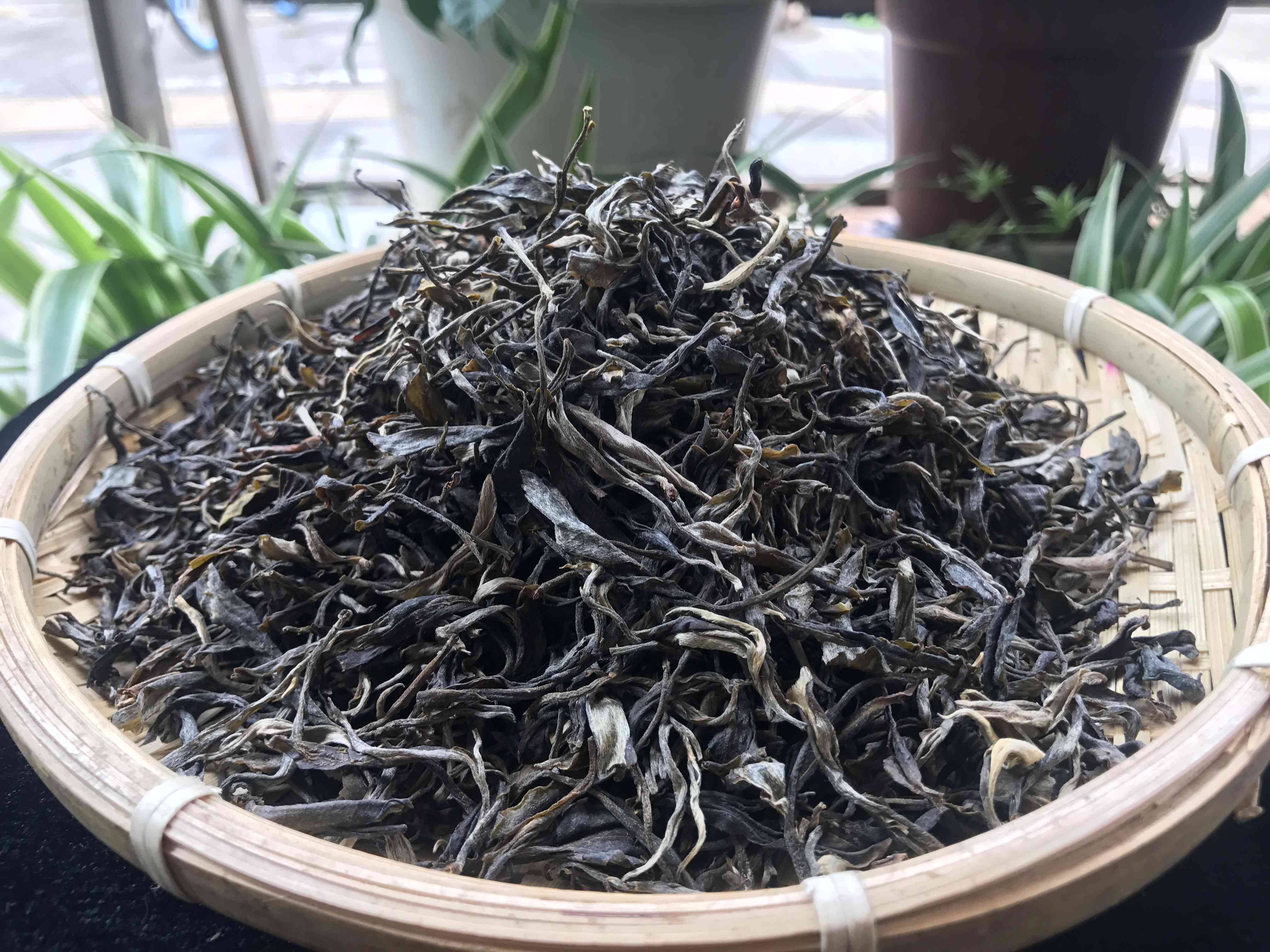 云南普洱茶货源价格分析：阿里与景迈古树茶之争