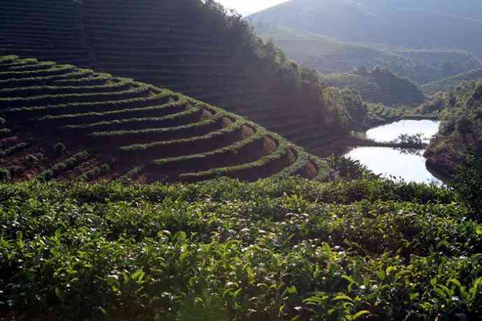 探寻普洱茶：我国独特的名茶品种及其魅力