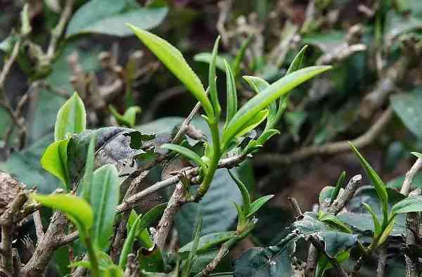 竹桶装普洱茶保存时间