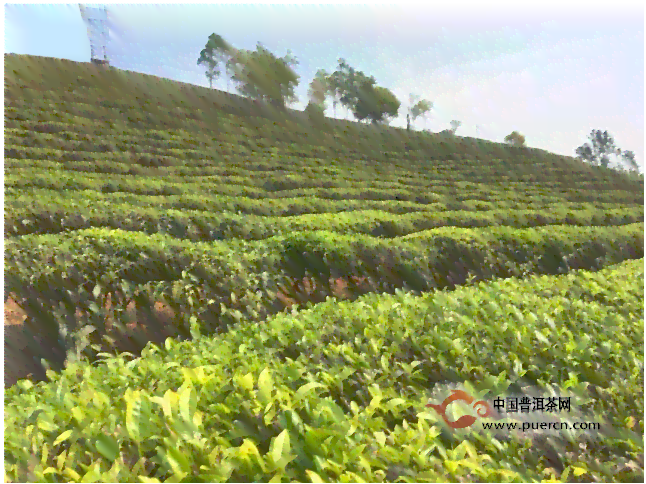 云南勐海茶厂优质普洱茶叶：众益的核心产品与生产之道