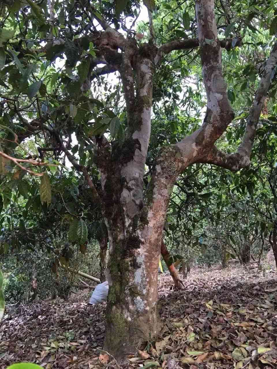 普洱茶单株专卖店有哪些