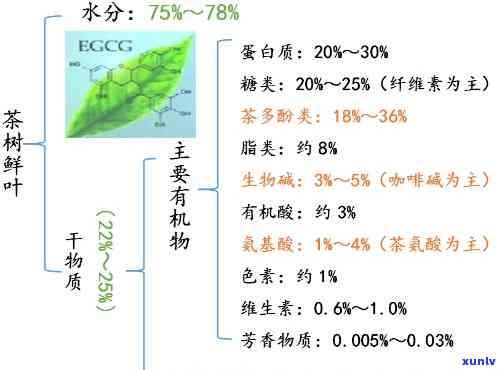 探究普洱茶中绿色成分：叶绿素物质的来源与作用