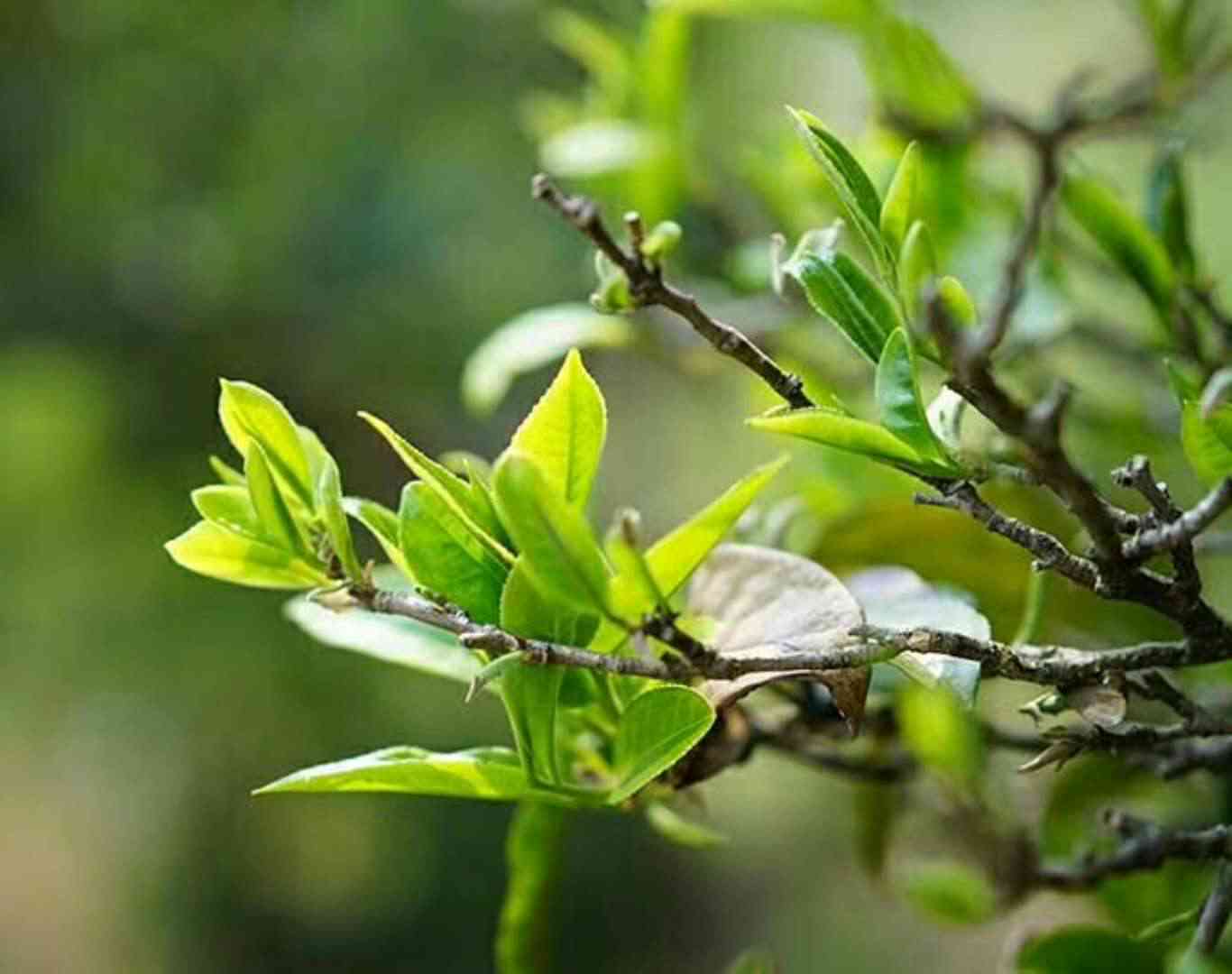 探究几十元的普洱茶饼品质与真伪：真的能喝吗？