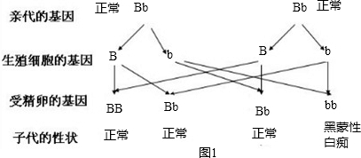 '莫西沙黑乌沙红黄雾能： 原石特性与变化现象解析'