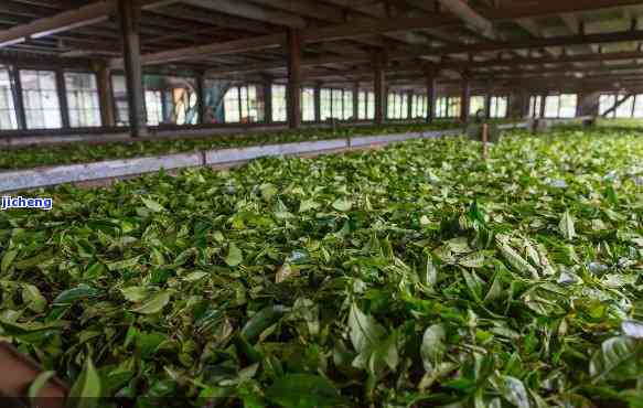 新云南普洱茶茶厂十强榜，品鉴云南优质茶叶