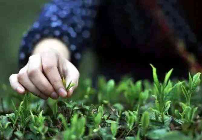 普洱茶陈茶新茶那个好喝