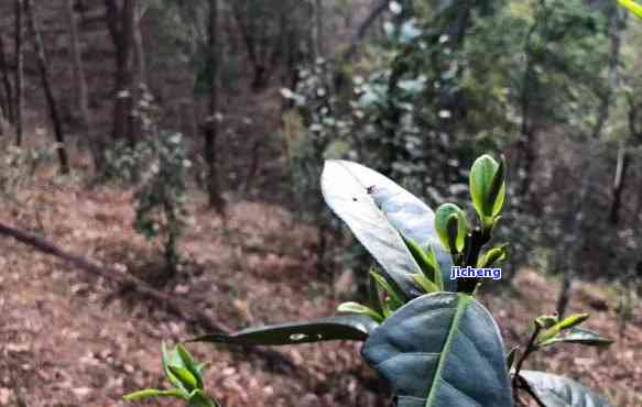 曼松古树普洱茶：独特口感与解析