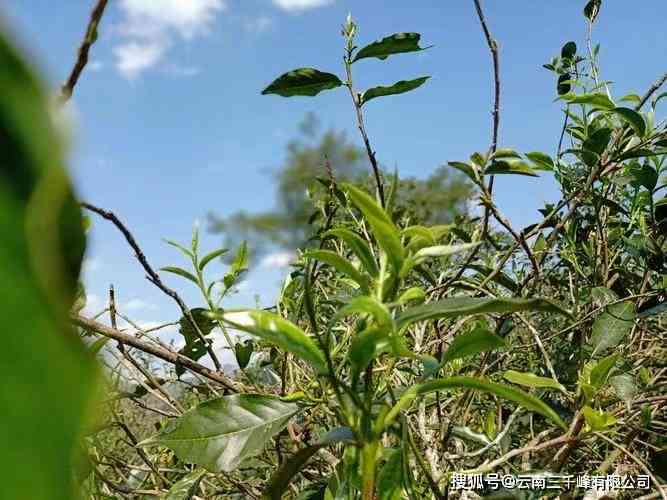 探寻普洱茶之源：子香的古树生茶究竟是何种茶叶？