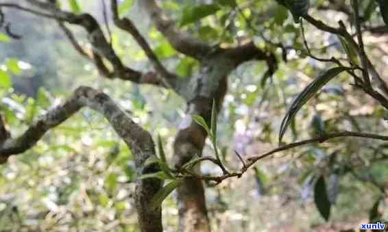 探寻普洱茶之源：子香的古树生茶究竟是何种茶叶？